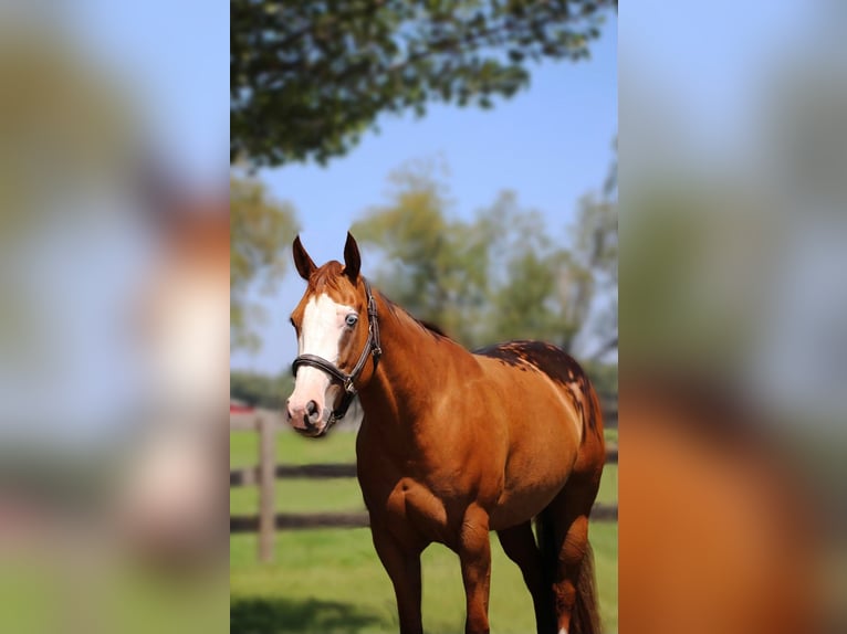 Other Warmbloods Mare 10 years 15,2 hh Chestnut in Highland, MI