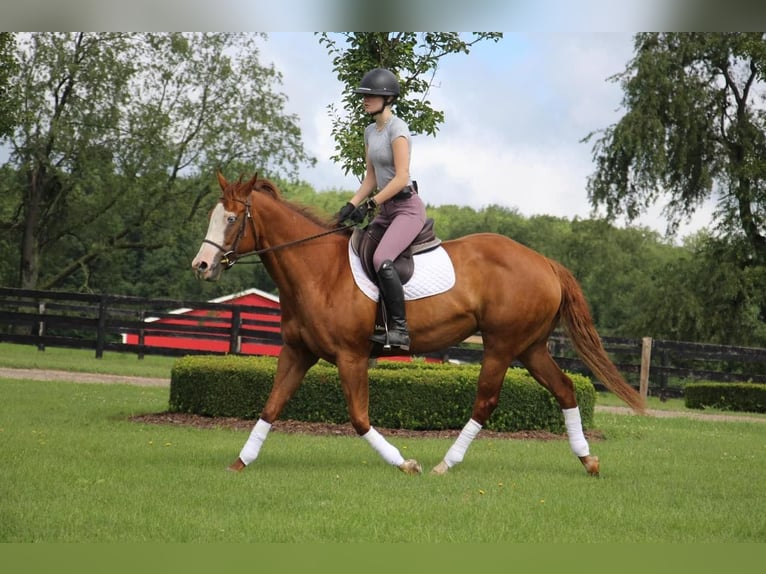 Other Warmbloods Mare 10 years 15,2 hh Chestnut in Highland, MI