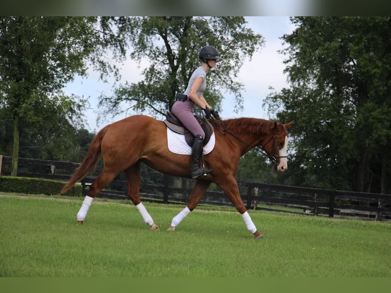 Other Warmbloods Mare 10 years 15,2 hh Chestnut in Highland, MI