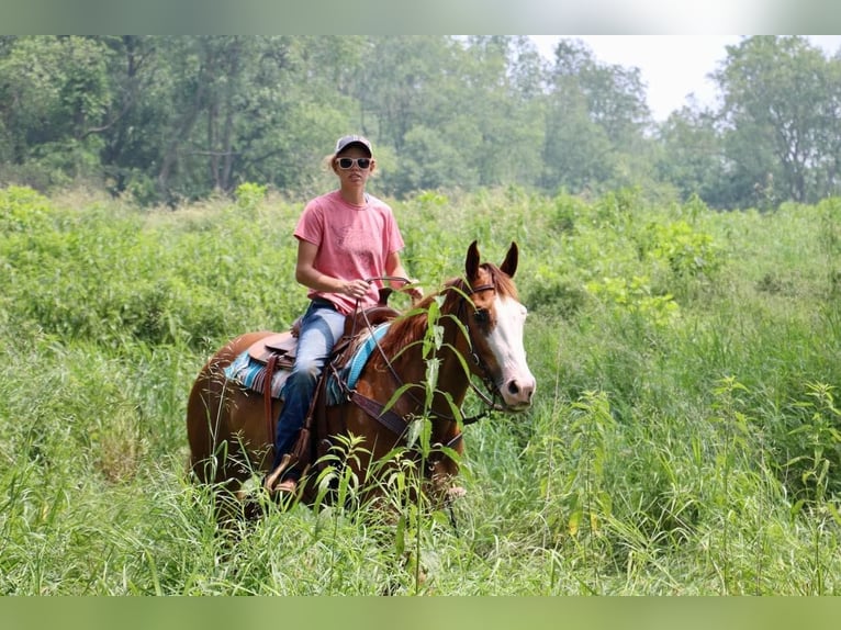 Other Warmbloods Mare 10 years 15,2 hh Chestnut in Highland, MI