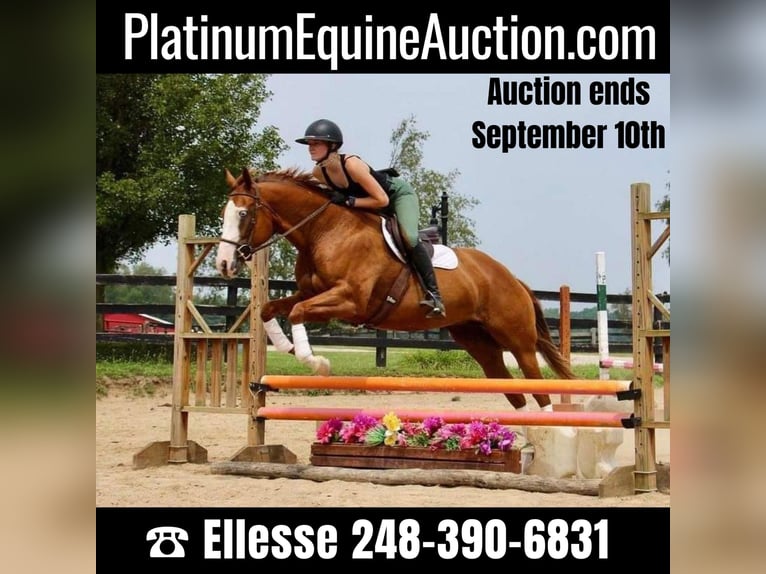Other Warmbloods Mare 10 years 15,2 hh Chestnut in Highland, MI