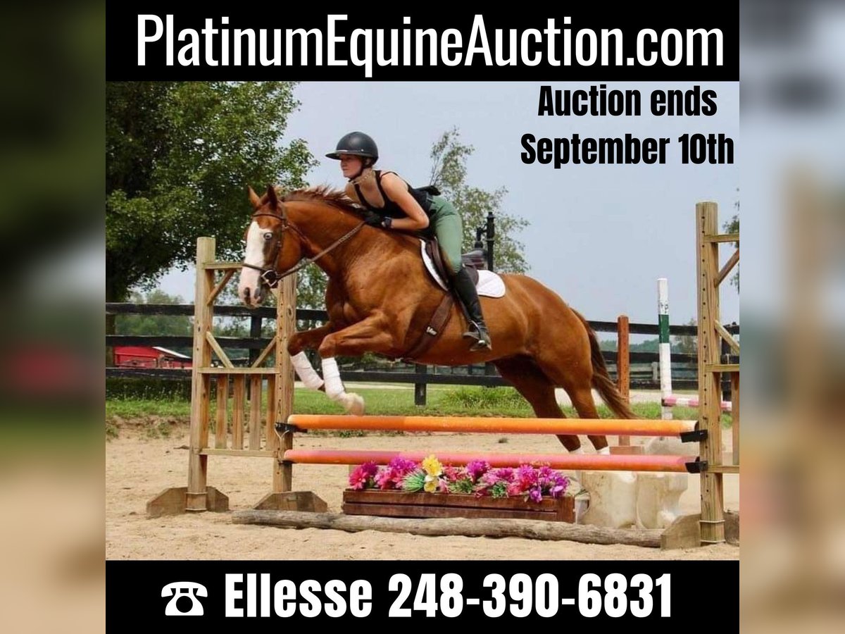 Other Warmbloods Mare 10 years 15,2 hh Chestnut in Highland, MI