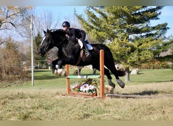 Other Warmbloods, Mare, 11 years, Black