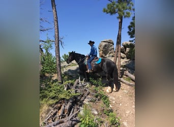 Other Warmbloods, Mare, 11 years, Black