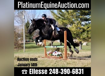 Other Warmbloods, Mare, 11 years, Black