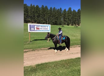Other Warmbloods, Mare, 11 years, Black