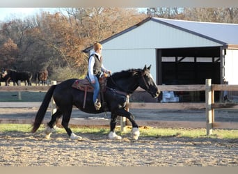 Other Warmbloods, Mare, 11 years, Black