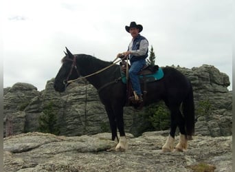 Other Warmbloods, Mare, 11 years, Black