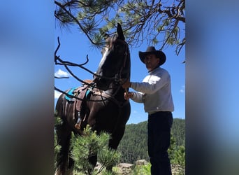 Other Warmbloods, Mare, 11 years, Black