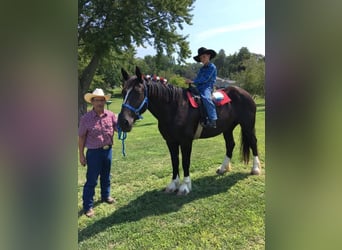 Other Warmbloods, Mare, 11 years, Black