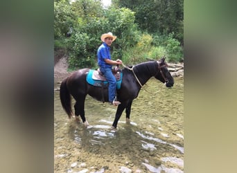 Other Warmbloods, Mare, 11 years, Black