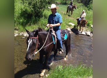 Other Warmbloods, Mare, 11 years, Black