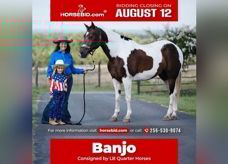 Paint Horse, Gelding, 15 years, 15.3 hh, Pinto