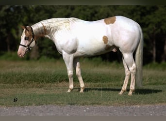Paint Horse, Gelding, 6 years, 15 hh, Pinto