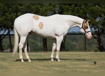 Paint Horse, Gelding, 6 years, 15 hh, Pinto