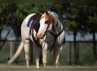 Paint Horse, Gelding, 6 years, 15 hh, Pinto