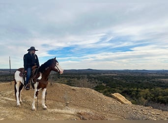 Paint Horse, Gelding, 7 years, 15.1 hh, Tobiano-all-colors