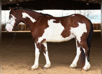 Paint Horse, Gelding, 7 years, 15.1 hh, Tobiano-all-colors