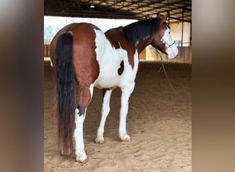 Paint Horse, Gelding, 7 years, 15.1 hh, Tobiano-all-colors