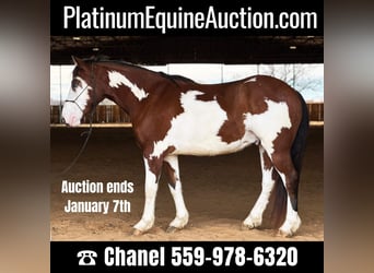 Paint Horse, Gelding, 7 years, 15.1 hh, Tobiano-all-colors