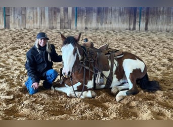 Paint Horse, Gelding, 7 years, 15.1 hh, Tobiano-all-colors