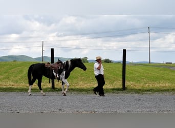 Paint Horse Mix, Mare, 8 years, 15 hh, Black