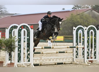 Hanoverian, Stallion, 8 years, 16.2 hh, Bay-Dark