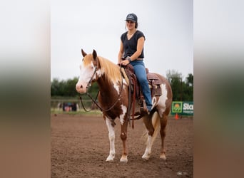 Pintos, Mare, 5 years, 13.2 hh, Sorrel