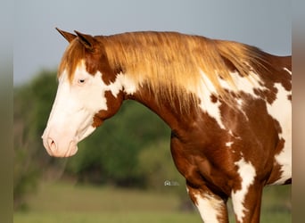 Pintos, Mare, 5 years, 13.2 hh, Sorrel
