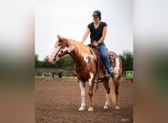 Pintos, Mare, 5 years, 13.2 hh, Sorrel