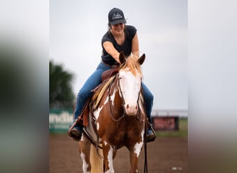 Pintos, Mare, 5 years, 13.2 hh, Sorrel