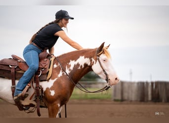 Pintos, Mare, 5 years, 13.2 hh, Sorrel