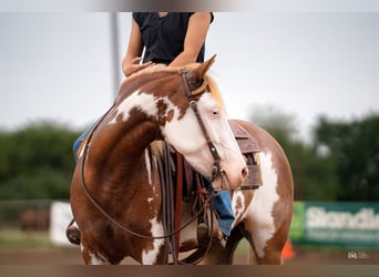 Pintos, Mare, 5 years, 13.2 hh, Sorrel