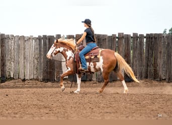 Pintos, Mare, 5 years, 13.2 hh, Sorrel