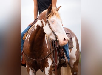 Pintos, Mare, 5 years, 13.2 hh, Sorrel