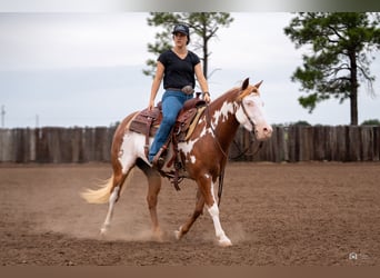 Pintos, Mare, 5 years, 13.2 hh, Sorrel