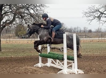Pony of the Americas, Gelding, 6 years, 13.3 hh, Gray