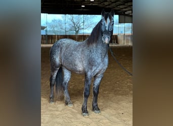 Pony of the Americas, Gelding, 6 years, 13.3 hh, Gray