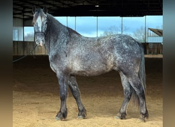 Pony of the Americas, Gelding, 6 years, 13.3 hh, Gray