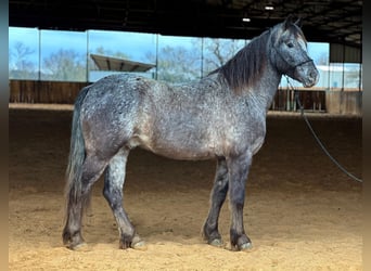 Pony of the Americas, Gelding, 6 years, 13.3 hh, Gray