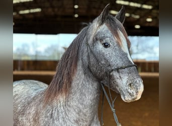 Pony of the Americas, Gelding, 6 years, 13.3 hh, Gray