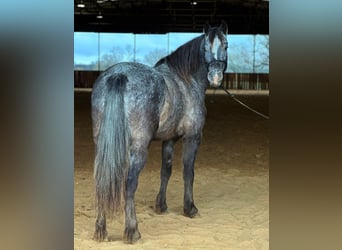 Pony of the Americas, Gelding, 6 years, 13.3 hh, Gray