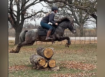 Pony of the Americas, Gelding, 6 years, 13.3 hh, Gray