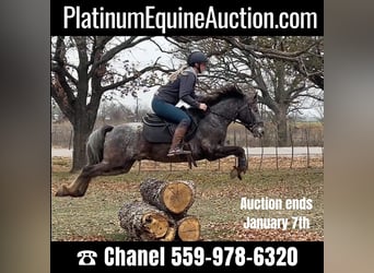 Pony of the Americas, Gelding, 6 years, 13.3 hh, Gray