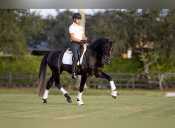 PRE Mix, Gelding, 5 years, 16.1 hh, Gray