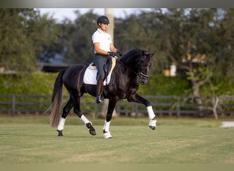 PRE Mix, Gelding, 5 years, 16.1 hh, Gray