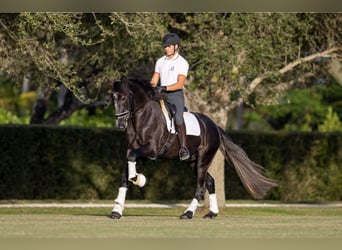 PRE Mix, Gelding, 5 years, 16.1 hh, Gray