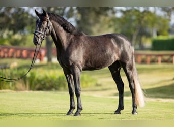 PRE Mix, Gelding, 5 years, 16.1 hh, Gray