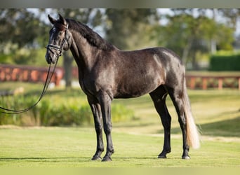 PRE Mix, Gelding, 5 years, 16.1 hh, Gray