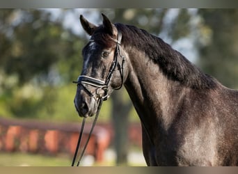 PRE Mix, Gelding, 5 years, 16.1 hh, Gray